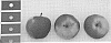 Malus%20domestica%20Borkh.%20%27IPADOR%27