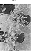 Juniperus%20communis%20%27SMNJCB%27