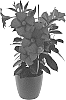 Mandevilla%20sanderi%20%27Inmanbegrv%27