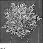 Nandina%20domestica%20%27ZhNan28%27