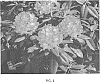 Rhododendron%20hybrid%20%27Kurachiffon%27