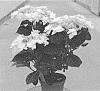 Hydrangea%20macrophylla%20%27H218915%27