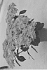 Hydrangea%20macrophylla%20%27H218917%27