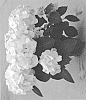 Hydrangea%20macrophylla%20%27H218926%27