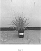 Tulbaghia%20hybrid%20%27Flamingo%27
