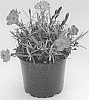 Dianthus%20cultivars%20%27KLEDG19294%27