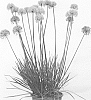 Allium%20tanguticum%20%27Avat88%27