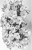 Osteospermum%20ecklonis%20%27DOSTLEMN%27