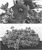 Calibrachoa%20hybrida%20%27CBRZ0034%27