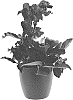 Helleborus%20x%20ericsmithii%20X%20Helleborus%20x%20hybridus%20%27COSEH%205200%27