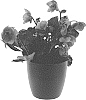 Helleborus%20niger%20X%20Helleborus%20x%20hybridus%20%27COSEH%207100%27