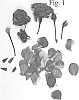 Rosa%20hybrid%20%27Poulcas053%27