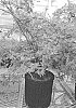 Acer%20palmatum%20%27ARJOS1%27