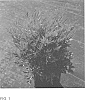Nandina%20domestica%20%27ZhNan53%27