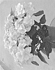 Hydrangea%20macrophylla%20%27H218914%27