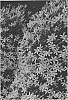 Isotoma%20axillaris%20%27Isopapi%27