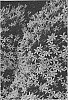 Isotoma%20axillaris%20%27Isopapi%27