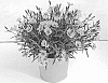 Dianthus%20sp.%20%27KLEDG19308%27
