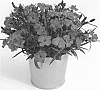 Dianthus%20caryophyllus%20%27KLEDP19309%27