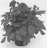Dahlia%20x%20hybrida%20%27KLEDH18010%27