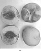 Prunus%20persica%20%27Wapeachone%27