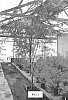 P.%20alba%20x%20P.%20glandulosa%20var%20glandulosa%20hybrid%20%27Sonoran%27