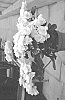 Hydrangea%20macrophylla%20%27H218919%27