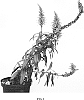 Digitalis%20isabelliana%20%27ISOB007%27