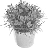 Dianthus%20cultivars%20%27KLEDG19303%27