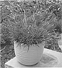 Dianthus%20allwoodii%20hort.%20%27WP19%20PIE65%27