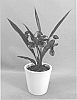 Zygopetalum%20%27CAMHYLWIP%27