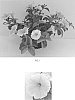 Petunia%20x%20hybrida%20x%20%28Petunia%20x%20Calibrachoa%29%20%27Balcobees%27