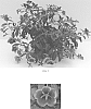 Calibrachoa%20x%20hybrida%20%27Balbumora%27