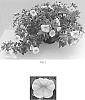 Calibrachoa%20x%20hybrida%20%27Balchafrem%27