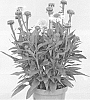 Echinacea%20hybrid%20%27Noecthree%27