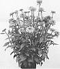 Rudbeckia%20hirta%20%27RUDFA538%27