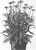 Rudbeckia%20hirta%20%27Rubsol%27