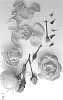 Rosa%20hybrida%20%27Poulren029%27