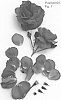 Rosa%20hybrid%20%27Poulren028%27