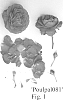 Rosa%20hybrid%20%27Poulpal081%27