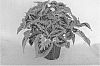 COLEUS%20PLANT%20NAMED%20%27UF16-91-25%27