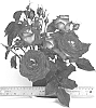 Rosa%20hybrida%20%27WEKyoopedko%27