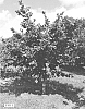Corylus%20avellana%20cultivar%20%27Somerset%27