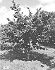 Corylus%20avellana%20cultivar%20%27Somerset%27