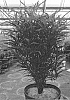 Rhamnus%20frangula%20%27SMNRFBT%27