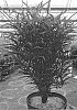 Rhamnus%20frangula%20%27SMNRFBT%27
