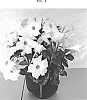 Mandevilla%20sanderi%20%27QD2%27