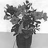 Mandevilla%20sanderi%20%27QD8%27