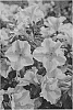 Rhododendron%20hybrida%20%27ROBLEZE%27
