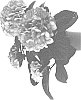 Hydrangea%20macrophylla%20%27SCHROLL115-13-02%27